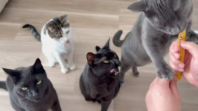 Mika,Killua,Lucky,Illumi_California