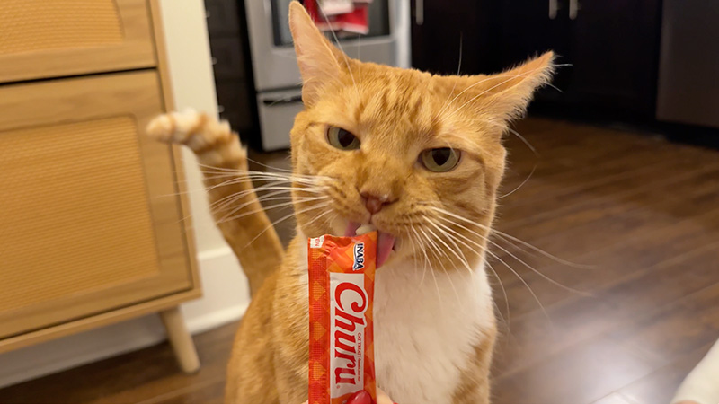 Biscuit_Nashville_Tennessee